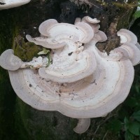 Trametes lactinea Berk. (1843)